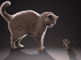 chat souris
